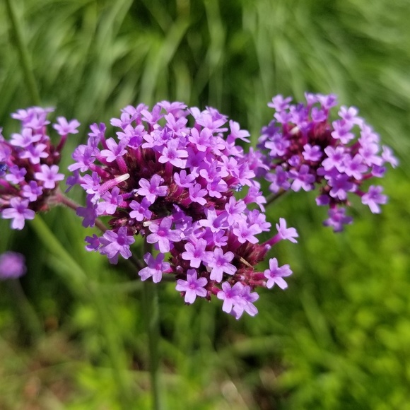 Meet your Posher, Erika - Picture 3 of 3